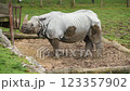 ЗАГРУЗИЛА A white rhinoceros eats chews grass 123357902