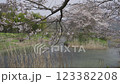 A view of a row of cherry trees at the confluence of two rivers 123382208