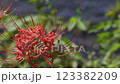 Manjushage flowers swaying in the wind 123382209