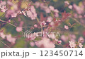 Bright Pink White Cherry Blossoms Blooming In March. Branch With Pink And White Flowers And Red Foliage. 123450714