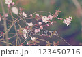 Pink Flowers Of A Fruit Tree. Flowering Trees. Pink Sakura Flowers In Spring Bloom On Branch. 123450716