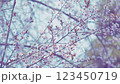 Bouquet Branches Of Beautiful Pink Flowers - Japanese Cherry Tree. Atmospheric Natural Background. 123450719
