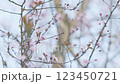 Blooming Purple Leaf Cherry Plum. Beautiful Spring Natural Background With Pink Cherry Blossom Flowers. 123450721