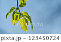Spring - Green Leaves With Blue Sky. Fresh Green Leaves On Tree Branch With Blue Sky And Sunlight. 123450724