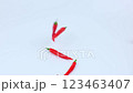 On a white background, red hot chilli peppers fall from above and remain lying down. Spicy Food Concept. High quality 4k footage 123463407
