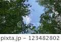 Passing blue sky above, visible through the treetops, bottom view and selective focus 123482802