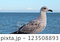 A young seagull with mottled brown feathers set against the sea and sky in Brighton, UK A young seagull with mottled brown feathers set against the sea and sky in Brighton, UK 123508893