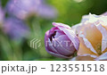 Close-Up Flower Footage Showcasing Beautiful Petals and Vibrant Colors 123551518