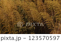 竹林 123570597