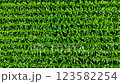 Aerial view of a green field of corn. Top view. 123582254