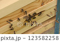 Bees at the entrance of beehive in apiary. Busy bees, close up view of the working bees on textured plank. 123582258