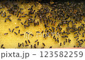 Close up view of the working bees on honey cells. 123582259