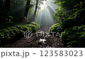 森林美麗的日出 123583023