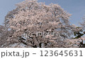 Full-bloomed cherry blossoms, Sakura flowers, Sakura petal flurry, Sakura flurry 123645631