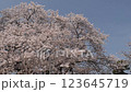 Full-bloomed cherry blossoms, Sakura flowers, Sakura petal flurry, Sakura flurry 123645719