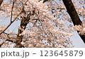 Cherry blossoms in full bloom, Sakura flowers, Sakura flowers 123645879