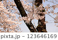 Cherry blossoms in full bloom, Sakura flowers, Sakura flowers 123646169