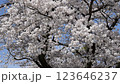 Cherry blossoms in full bloom, Sakura flowers, Sakura flowers 123646237