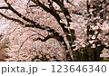 Cherry blossoms in full bloom, Sakura flowers, Sakura flowers 123646340