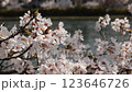 Cherry blossoms and the Seta River, Cherry blossoms and the Seta River, Spring scenery in Otsu City, Shiga Prefecture 123646726