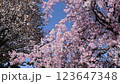 Cherry blossoms in full bloom, weeping cherry blossoms in full bloom, weeping cherry blossoms in full bloom, cherry blossoms 123647348