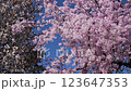 Cherry blossoms in full bloom, weeping cherry blossoms in full bloom, weeping cherry blossoms in full bloom, cherry blossoms 123647353