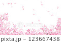 美しく華やかな満開の桜の花と花びら舞い散る春の白バック動画素材イラスト 123667438