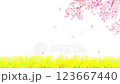 菜の花と美しく華やかな満開の桜の花と花びら舞い散る春の白バック動画素材イラスト 123667440