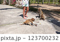 Monkeys (rhesus macaque) beg for bananas and peanuts from tourists. Adults take food from baby monkeys. Monkey Island in Vietnam, Nha Trang. General plan, selective focus. Real time. 123700232
