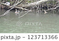 京都　けいはんな公園　水景園　池　カモ家族 123713366