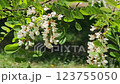 Acacia blossoms in spring. Flowers branches on green background. White acacia blossoms, sunny day. Abundant blossom. 123755050