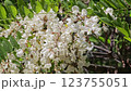 Acacia blossoms in spring. Flowers branches on green background. White acacia blossoms, sunny day. Abundant blossom. 123755051