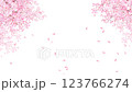 美しく華やかな満開の桜の花と花びら舞い散る春の白バック動画素材イラスト 123766274