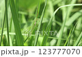 葉に同化するバッタ 123777070