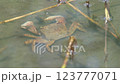 水中で動くカニ 123777071