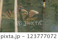 水中で動くカニ 123777072