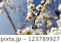 Plum blossom  123789927