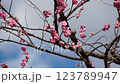 Plum blossom  123789947