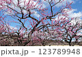 Plum blossom  123789948
