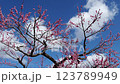 Plum blossom  123789949