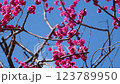 Plum blossom  123789950