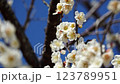Plum blossom  123789951