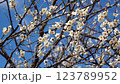 Plum blossom  123789952