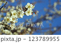 Plum blossom  123789955