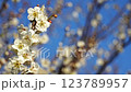 Plum blossom  123789957