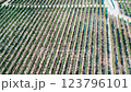 Stunning aerial capture of orderly vineyard rows, showcasing vibrant green plants and structured layout. 123796101