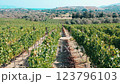 A Beautiful Vineyard Landscape with Lush Rows of Grapevines Across the Countryside 123796103