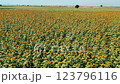 A Beautiful, Vibrant Sunflower Field Stretching Out Beneath the Clear, Bright Blue Skies Above 123796116