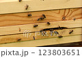 Bees at the entrance of beehive in apiary. Busy bees, close up view of the working bees on textured plank. 123803651
