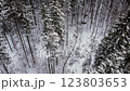 Aerial view of the snow-covered forest. 123803653